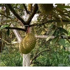 Simulasi (model andaian)10 Tahun Keuntungan Durian Musang King (3 Ekar) dengan Tanaman Integrasi Pisang Berangan