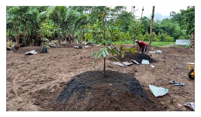 Read more about the article Walaupun penanaman durian secara sistem busut disanjungi di Indonesia, namun sistem ini tidak popular di Malaysia kerana ada kelemahannya?