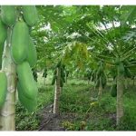 Beri huraian kos dan pulangan untuk projek integrasi antara tanaman durian dan betik di tanah seluas satu hektar di Malaysia, dari mula hingga kutipan hasil.