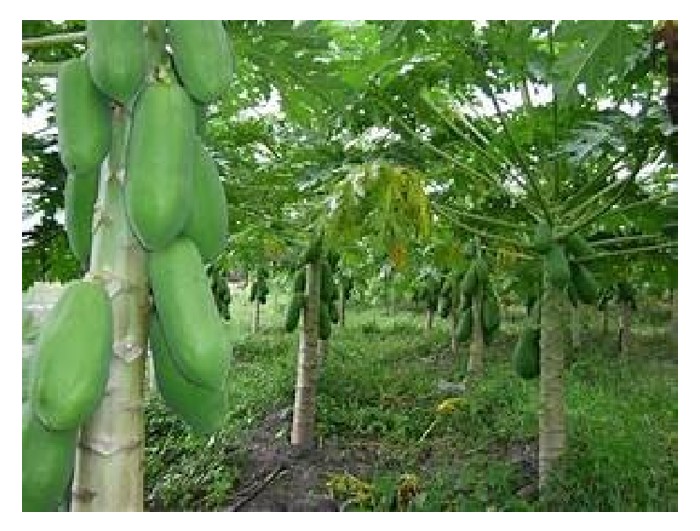 You are currently viewing Beri huraian kos dan pulangan untuk projek integrasi antara tanaman durian dan betik di tanah seluas satu hektar di Malaysia, dari mula hingga kutipan hasil.