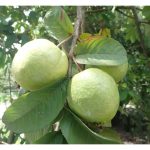 Jambu batu seperti varieti isi merah dari Taiwan atau Lohan berharga stabil di Malaysia dan sangat sesuai diusahakan oleh pekebun. Tanaman ini sering diintegrasikan dengan tanaman durian belum matang untuk mendapat pendapatan sambilan sementara menunggu durian berhasil. Sila kongsikan projek integrasi ini di kawasan seluas satu hektar dari mula hingga akhir, serta nyatakan kos dan pulangan dari tanaman jambu batu.