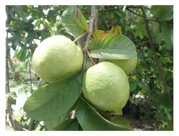 You are currently viewing Jambu batu seperti varieti isi merah dari Taiwan atau Lohan berharga stabil di Malaysia dan sangat sesuai diusahakan oleh pekebun. Tanaman ini sering diintegrasikan dengan tanaman durian belum matang untuk mendapat pendapatan sambilan sementara menunggu durian berhasil. Sila kongsikan projek integrasi ini di kawasan seluas satu hektar dari mula hingga akhir, serta nyatakan kos dan pulangan dari tanaman jambu batu.