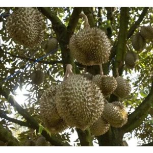 Tunas bunga durian juga tumbuh pada dahan bukan mendatar. Justeru, adakah amalan memangkas semua dahan dan ranting menegak pada pokok durian kurang memadai atau terlalu subjektif?