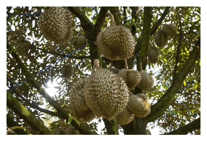 You are currently viewing Tunas bunga durian juga tumbuh pada dahan bukan mendatar. Justeru, adakah amalan memangkas semua dahan dan ranting menegak pada pokok durian kurang memadai atau terlalu subjektif?