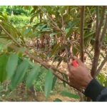 Menurut sumber dari kajian durian di Thailand, sebiji buah durian memerlukan sokongan 330 lai daun untuk membesar ke peringkat matang. Justeru, pangkasan daun pokok durian sehingga hilang separuh walaupun pokok nampak kemas tetapi mungkin mengorbankan tumbesaran dan produktiviti selanjutnya?