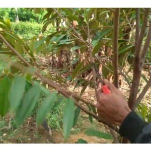 Menurut sumber dari kajian durian di Thailand, sebiji buah durian memerlukan sokongan 330 lai daun untuk membesar ke peringkat matang. Justeru, pangkasan daun pokok durian sehingga hilang separuh walaupun pokok nampak kemas tetapi mungkin mengorbankan tumbesaran dan produktiviti selanjutnya?