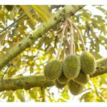 Sesetengah pekebun durian di Malaysia cenderung membuang semua putik buah yang baru berhasil buat kali pertama di atas pokok supaya memelihara sumber pokok untuk pembuahan lebih baik masa depan. Apa pandangan boleh dikongsikan?