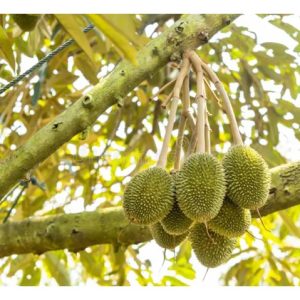 Sesetengah pekebun durian di Malaysia cenderung membuang semua putik buah yang baru berhasil buat kali pertama di atas pokok supaya memelihara sumber pokok untuk pembuahan lebih baik masa depan. Apa pandangan boleh dikongsikan?