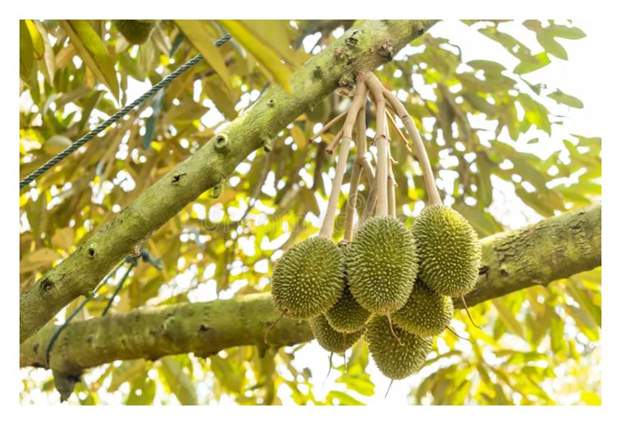 You are currently viewing Sesetengah pekebun durian di Malaysia cenderung membuang semua putik buah yang baru berhasil buat kali pertama di atas pokok supaya memelihara sumber pokok untuk pembuahan lebih baik masa depan. Apa pandangan boleh dikongsikan?