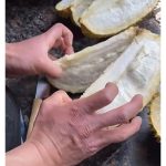 Mengapa Buah Durian Langsung Tidak Mempunyai Isi?