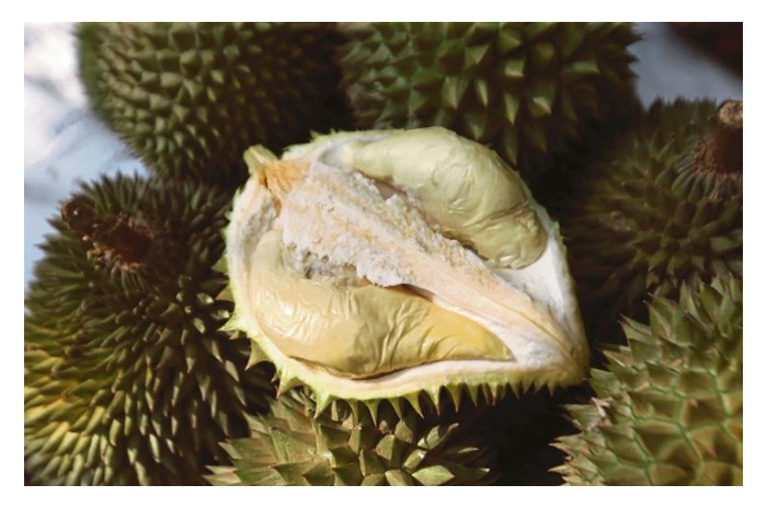 Read more about the article Bolehkan kesan negatif dari cuaca mendung dan suram terhadap pengeluaran hasil durian diperbaiki dengan program pembajaan?