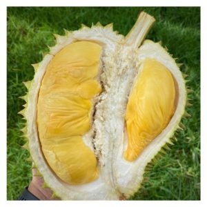 MARDI telah mengacukkan durian D10 dengan D24 dan menghasilkan hibrid baru yang dikenali MDUR 88 (didaftarkan dengan Jabatan Pertanian membawa kod D190).Kerajaan berazam meningkatkan keluasan penanamannya serta berhasrat menjadikannya salah satu varieti untuk eksport. Kini MDUR 88 telah dijenamakan sebagai MARDI SUPER 88. Kajian seumpama ini harus dipuji serta diperluaskan supaya negara tidak hanya bergantung pada varieti jati (bukan hibrid) seperti musang king sahaja untuk menguasai pasaran dunia. Beri pandangan.