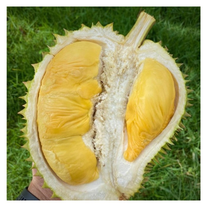 You are currently viewing MARDI telah mengacukkan durian D10 dengan D24 dan menghasilkan hibrid baru yang dikenali MDUR 88 (didaftarkan dengan Jabatan Pertanian membawa kod D190).Kerajaan berazam meningkatkan keluasan penanamannya serta berhasrat menjadikannya salah satu varieti untuk eksport. Kini MDUR 88 telah dijenamakan sebagai MARDI SUPER 88. Kajian seumpama ini harus dipuji serta diperluaskan supaya negara tidak hanya bergantung pada varieti jati (bukan hibrid) seperti musang king sahaja untuk menguasai pasaran dunia. Beri pandangan.