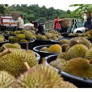 Kementerian Pertanian dan Keterjaminan Makanan Malaysia berhasrat mempelbagaikan varieti durian untuk eksport seperti Tekka, D24, D9 malah IOI. Langkah ini adalah positif untuk kesinambungan industri durian Malaysia dan bukan bergantung semata-mata pada satu dua varieti sahaja. Beri pandangan.
