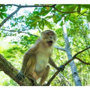Jangan tanam durian di kawasan yang banyak kera khususnya pinggiran hutan – Ancaman Nyata kepada Petani?