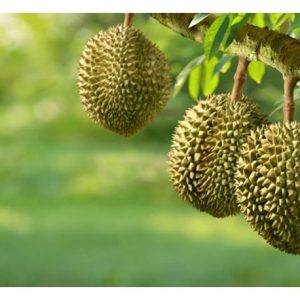 Petani durian di Indonesia menyokong dahan-dahan pokok durian dengan struktur rangka kayu agar pokok tumpu perhatian pada pengeluaran hasil ibarat satu mesin pengeluar buah. Beri pandangan.
