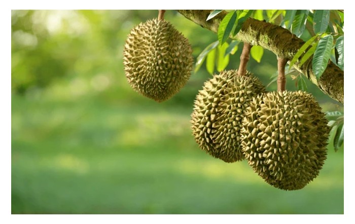 Read more about the article Petani durian di Indonesia menyokong dahan-dahan pokok durian dengan struktur rangka kayu agar pokok tumpu perhatian pada pengeluaran hasil ibarat satu mesin pengeluar buah. Beri pandangan.