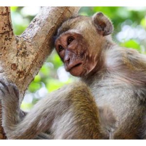 Pekebun durian di Thailand menggunakan monyet untuk membuang ranting dan pucuk di atas pokok durian. Amalan ini dilihat sebagai kaedah pintar atau berunsur menganiayai binatang?  