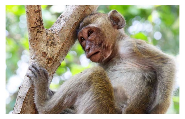You are currently viewing Pekebun durian di Thailand menggunakan monyet untuk membuang ranting dan pucuk di atas pokok durian. Amalan ini dilihat sebagai kaedah pintar atau berunsur menganiayai binatang?  