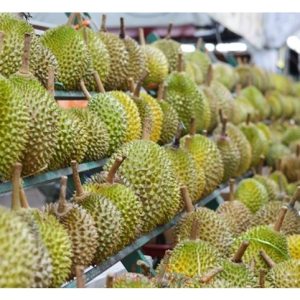 Keluasan tanaman durian di Asia Tenggara meningkat ketara dalam tahun kebelakangan ini. Pengeluaran dijangka meningkat mendadak tidak lama lagi dan nyata akan mengurangkan kadar keuntungan petani yang disebalik pula perlu bergelut dengan kos penanaman yang semakin tinggi, keaadaan ini akan menjejaskan harapan petani baru menceburi ke bidang penanaman ini.Beri pandangan.