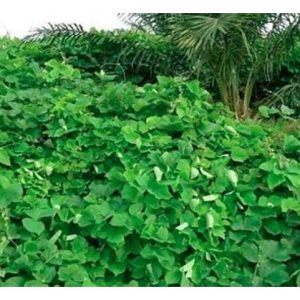 Pertanian Regeneratif: Pelaburan Masa Depan atau Risiko Tidak Terduga?