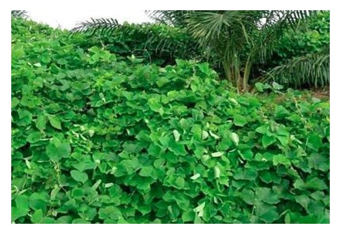 Read more about the article Pertanian Regeneratif: Pelaburan Masa Depan atau Risiko Tidak Terduga?