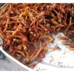 Adakah bekalan protein melalui serangga yang dijadikan makanan manusia akan menjejaskan sara hidup penternak ruminan dan ayam itik, atau ia merupakan peluang transformasi kepada mereka?