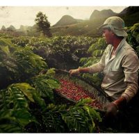 Ladang kopi di Brazil dibangunkan tanpa penebangan hutan? Bagaimana ia berfungsi? Beri komen.