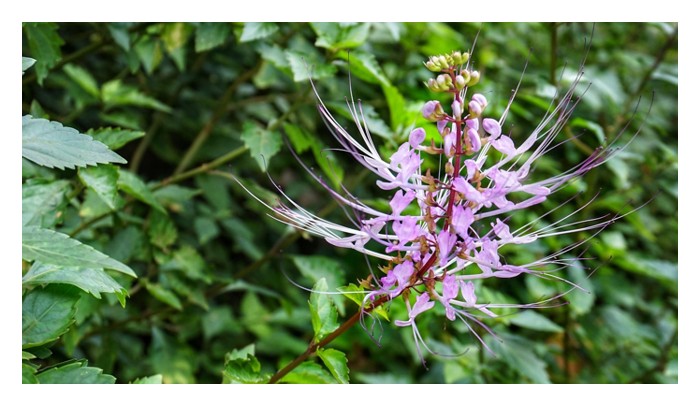 Read more about the article Terangkan secara perinci teknik menanam herba mas cotek, misai kucing, pegaga dan hempedu bumi secara komersial di Malaysia