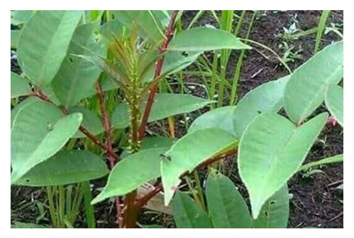 Read more about the article Di Malaysia, antara kesemua herba tradisional Melayu, mana satukah yang paling banyak ditanam? Apakah bantuan dari kerajaan terhadap sektor penanaman herba ?