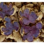 Bagaimanakah pemprosesan herba Halia Hitam (Kaempferia parviflora) dari tahap asas ke tahap lanjutan (produk siap) ?