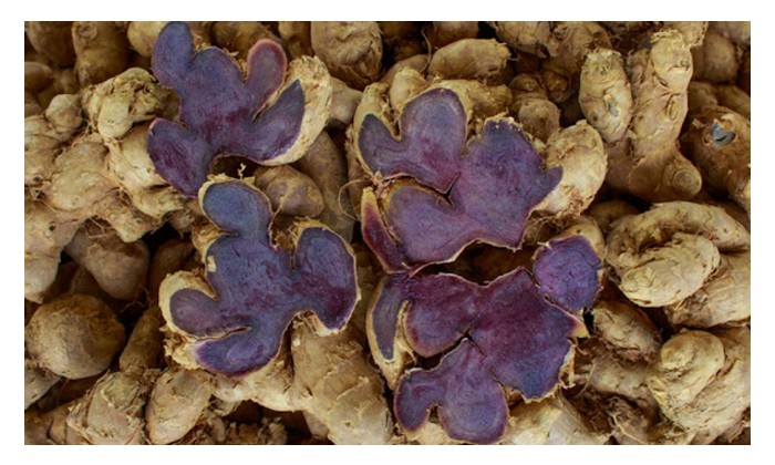 Read more about the article Bagaimanakah pemprosesan herba Halia Hitam (Kaempferia parviflora) dari tahap asas ke tahap lanjutan (produk siap) ?