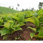 Perbandingan kos dan pulangan antara satu ekar durian musang king matang (berumur 7 tahun) dengan satu ekar halia hitam (Kaempferia parviflora) matang yang sudah berhasil. Perbandingan ini mengikut parameter berikut: Musang king dijual secara buah segar serta isi durian sejuk beku, manakala halia hitam dijual setelah diproses menjadi produk siap berjenama dan bernilai tinggi