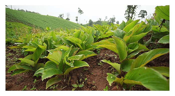 You are currently viewing Perbandingan kos dan pulangan antara satu ekar durian musang king matang (berumur 7 tahun) dengan satu ekar halia hitam (Kaempferia parviflora) matang yang sudah berhasil. Perbandingan ini mengikut parameter berikut: Musang king dijual secara buah segar serta isi durian sejuk beku, manakala halia hitam dijual setelah diproses menjadi produk siap berjenama dan bernilai tinggi