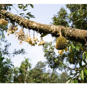 Cuka kayu kononnya bermanfaat untuk meningkatkan kadar pembentukan putik buah durian, bagaimana perkara ini berlaku?