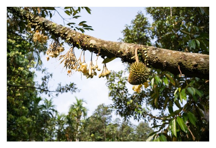 Read more about the article Cuka kayu kononnya bermanfaat untuk meningkatkan kadar pembentukan putik buah durian, bagaimana perkara ini berlaku?