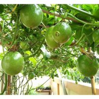 Penggunaan Cuka Kayu Dalam Penanaman Markisa