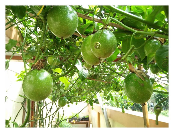 Read more about the article Penggunaan Cuka Kayu Dalam Penanaman Markisa