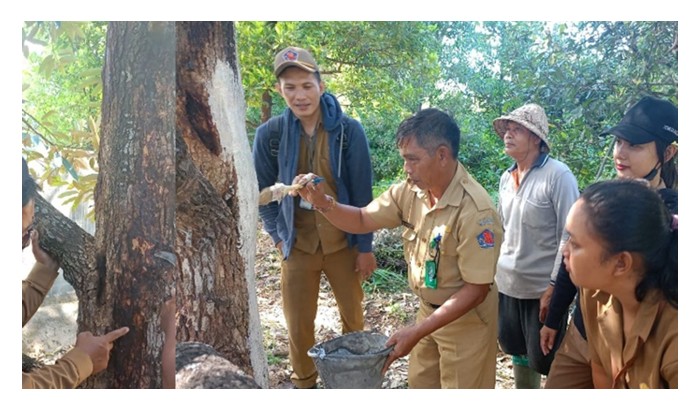 You are currently viewing Sapuan sayu lapisan larutan kapur pada batang pokok durian sering diamalkan oleh pekebun untuk mengelak serangan serangga perosak dan jangkitan penyakit?