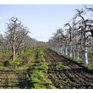 Semburan larutan bordeaux pada batang pokok durian juga berfungsi mengawal serangga perosak dan serangan kulat/penyakit?