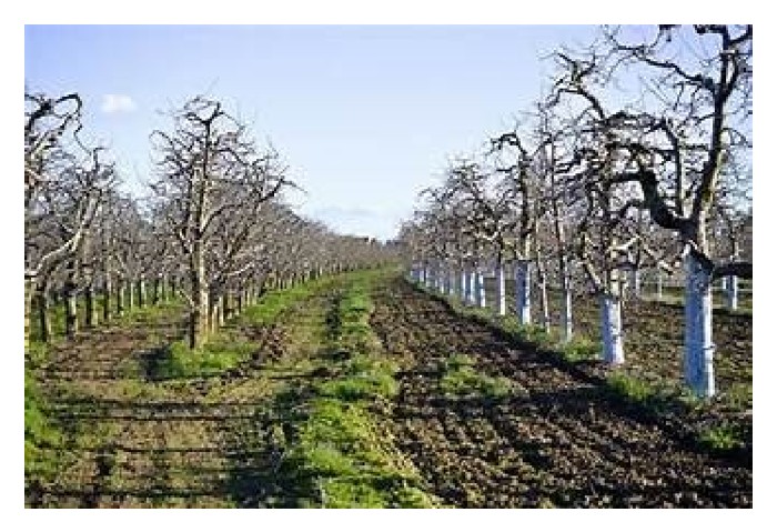 Read more about the article Semburan larutan bordeaux pada batang pokok durian juga berfungsi mengawal serangga perosak dan serangan kulat/penyakit?