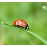 Kumbang koksi (ladybirds) sangat bermanfaat sebagai pemangsa serangga perosak khususnya kutu daun atau afid ?