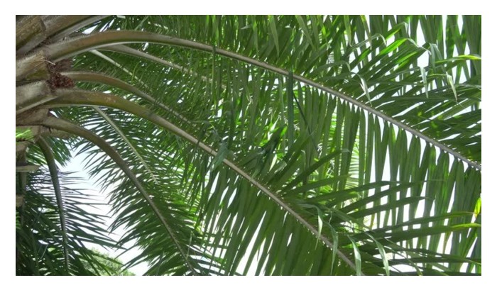 You are currently viewing Keupayaan pokok sawit dalam pengeluaran hasil bergantung pada jumlah daun yang ada untuk menjalankan proses fotosintesis. Pendekata, lebih banyak daun lebih banyak hasil ? Beri komen.