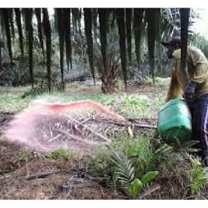 Di bidang penanaman sawit, pekebun mirip memilih sama ada baja sebatian atau baja kompaun bio organik sebagai sumber nutrien kepada pokok. Namun, mengikut pandangan peribadi, pemilihan ini harus bergantung pada aspek sifat tanah serta keadaan pertumbuhan pokok mengikut situasi setempat?