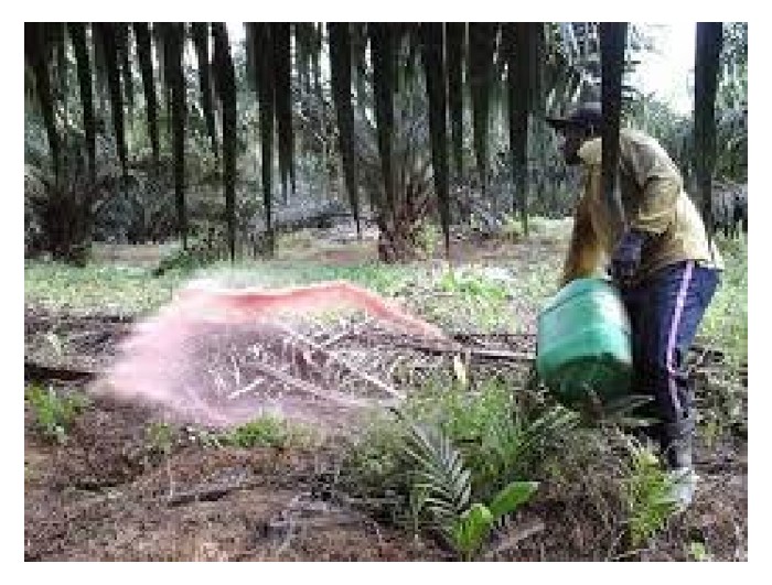 You are currently viewing Di bidang penanaman sawit, pekebun mirip memilih sama ada baja sebatian atau baja kompaun bio organik sebagai sumber nutrien kepada pokok. Namun, mengikut pandangan peribadi, pemilihan ini harus bergantung pada aspek sifat tanah serta keadaan pertumbuhan pokok mengikut situasi setempat?