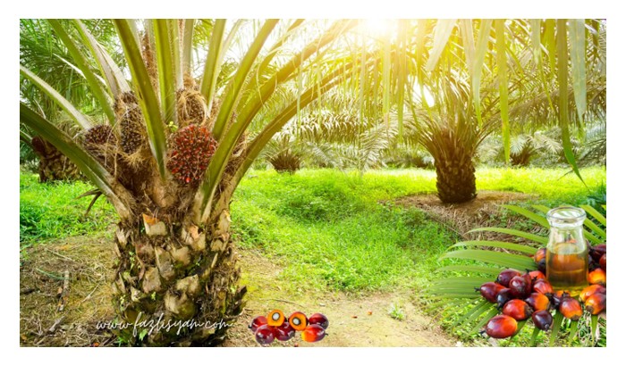 You are currently viewing Sekiranya pembajaan tidak lagi memberi kesan peningkatan hasil ke atas pokok sawit, apakah aspek yang perlu ditinjau oleh pekebun untuk mencari punca masalah tersebut ?