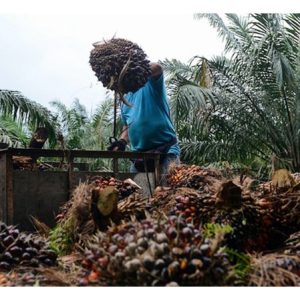 Buruh Asing di Ladang Sawit: ‘Perompak’ Pekerjaan Dari Orang Tempatan atau Penyelamat Industri?