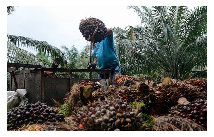 You are currently viewing Buruh Asing di Ladang Sawit: ‘Perompak’ Pekerjaan Dari Orang Tempatan atau Penyelamat Industri?