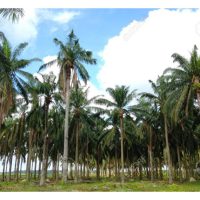 Pokok sawit tua menjelang peringkat tanam semula amnya tinggi dan menyukarkan kutipan buah tandan segar atau memerlukan pemotong buah yang mahir. Tambahan hasilnya juga rendah di peringkat ini. Alangkah lebih baik menanam semula berbanding terus mengekal pokok tua? Disertakan perbandingan kos untuk kedua-dua amalan tersebut.