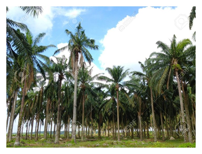 You are currently viewing Pokok sawit tua menjelang peringkat tanam semula amnya tinggi dan menyukarkan kutipan buah tandan segar atau memerlukan pemotong buah yang mahir. Tambahan hasilnya juga rendah di peringkat ini. Alangkah lebih baik menanam semula berbanding terus mengekal pokok tua? Disertakan perbandingan kos untuk kedua-dua amalan tersebut.